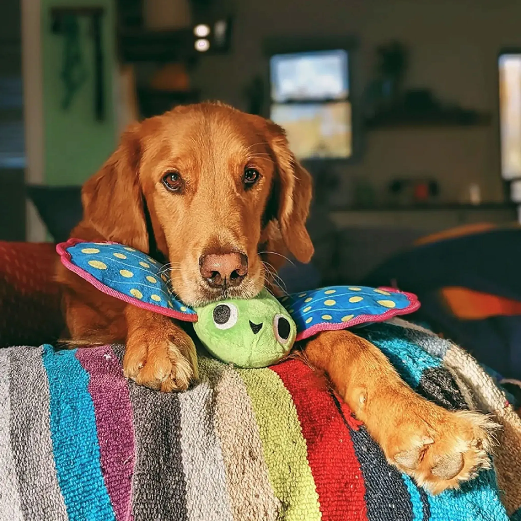 Bark Freddy Flying Fish Dog Toy